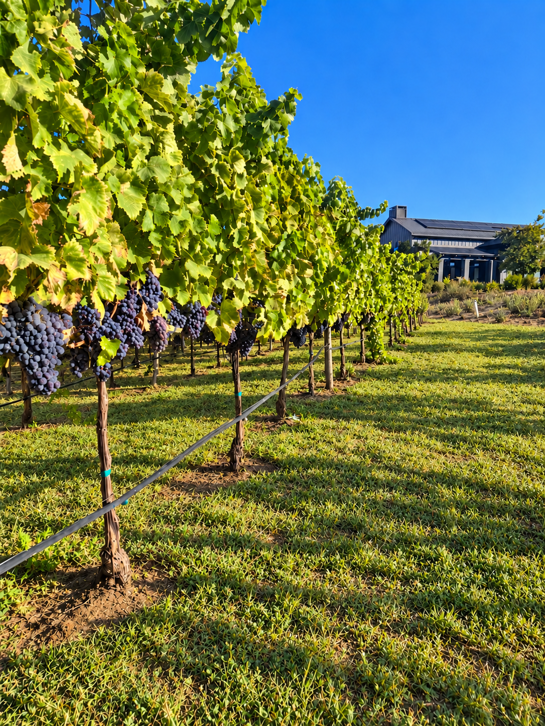 AI-retouched photograph of Obsidian Hill grapevines and the black residence, with enhanced grass ground cover
